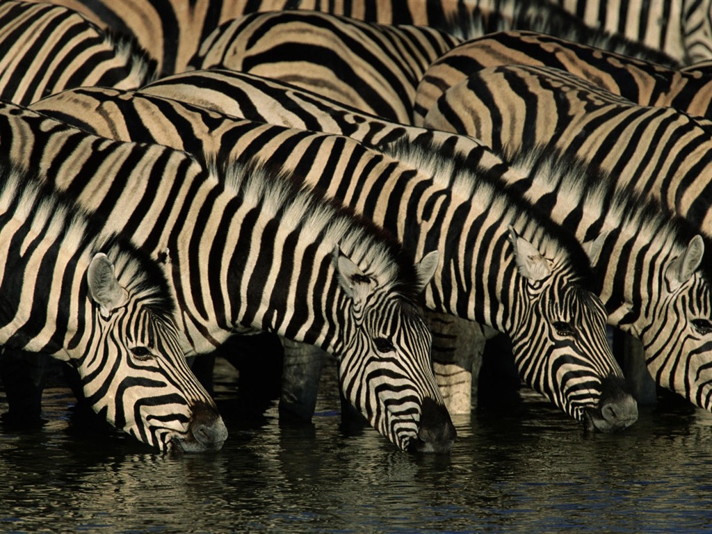 Black and white striped animal, zebra HD wallpapers #11 - 1024x768