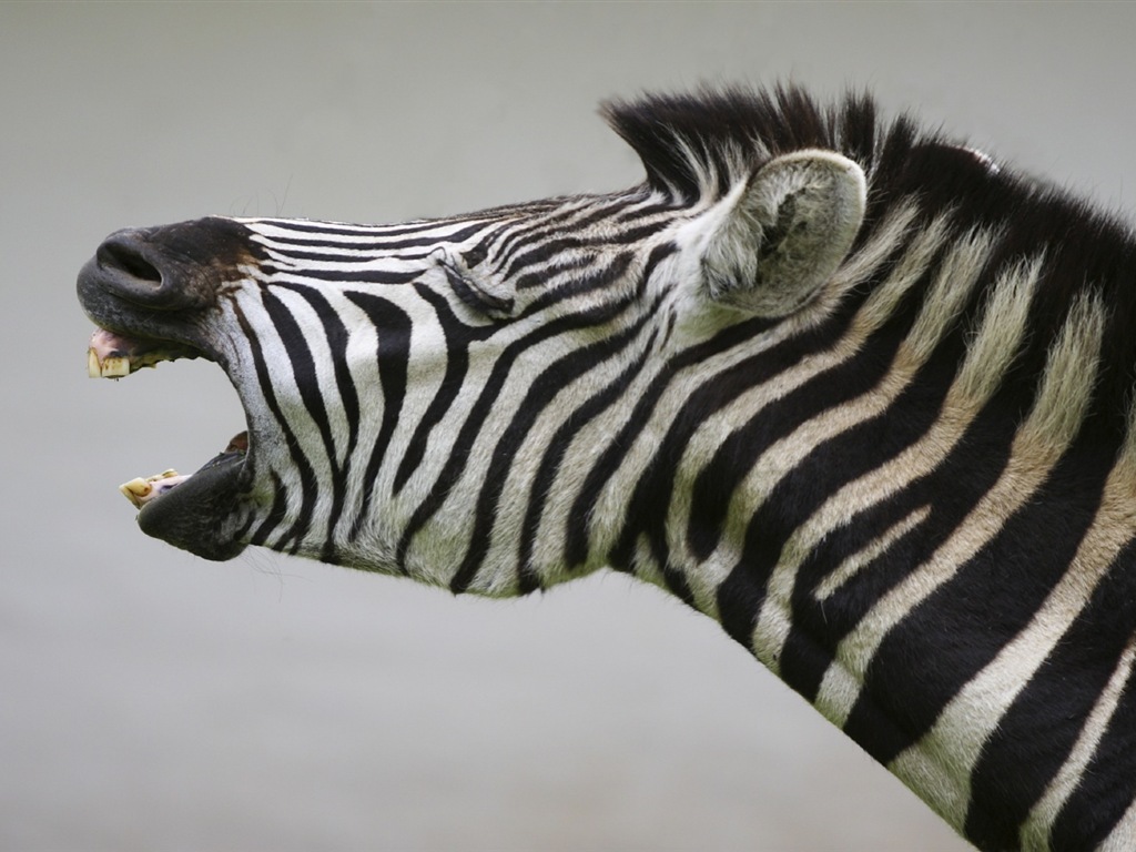 Black and white striped animal, zebra HD wallpapers #14 - 1024x768