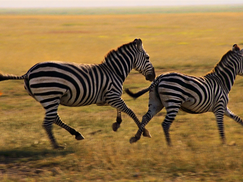 Animal rayé noir et blanc, zèbre fonds d'écran HD #15 - 1024x768