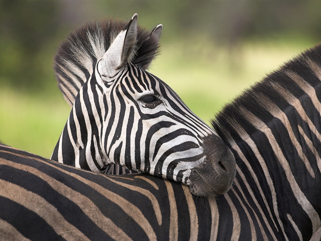 Black and white striped animal, zebra HD wallpapers #16 - 1024x768