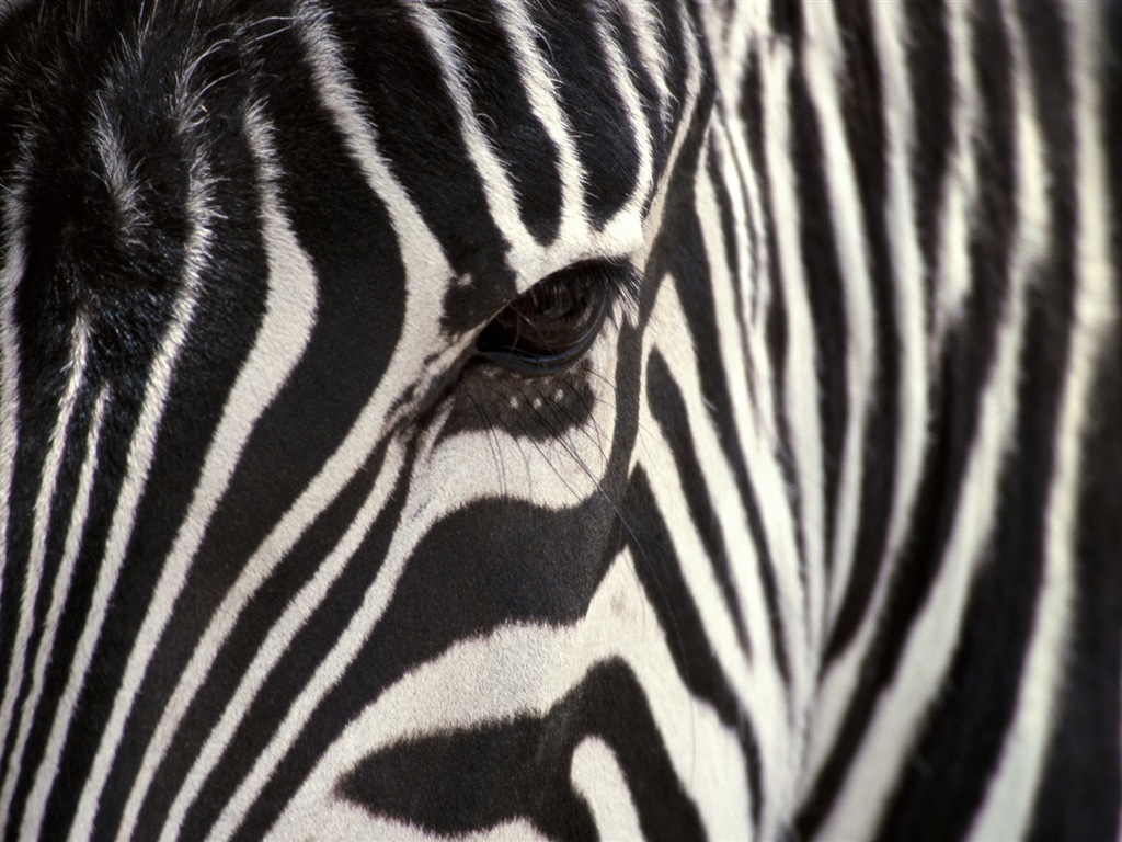 검은 색과 흰색 줄무늬 동물, 얼룩말의 HD 배경 화면 #17 - 1024x768