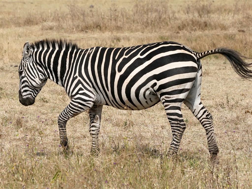 黑白条纹的动物，斑马高清壁纸18 - 1024x768