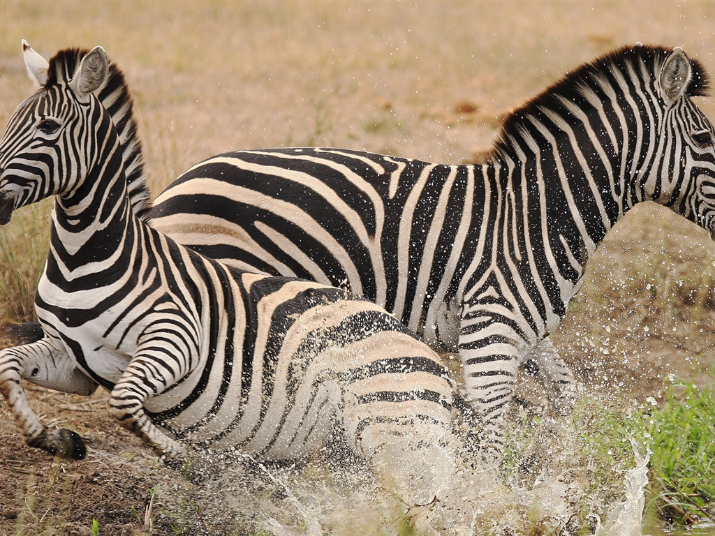 Black and white striped animal, zebra HD wallpapers #19 - 1024x768