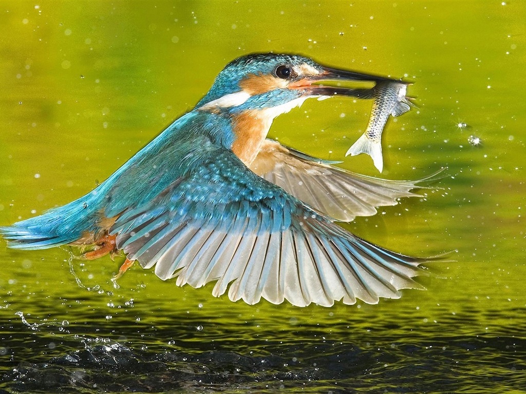 Fishing master, kingfisher HD wallpapers #12 - 1024x768