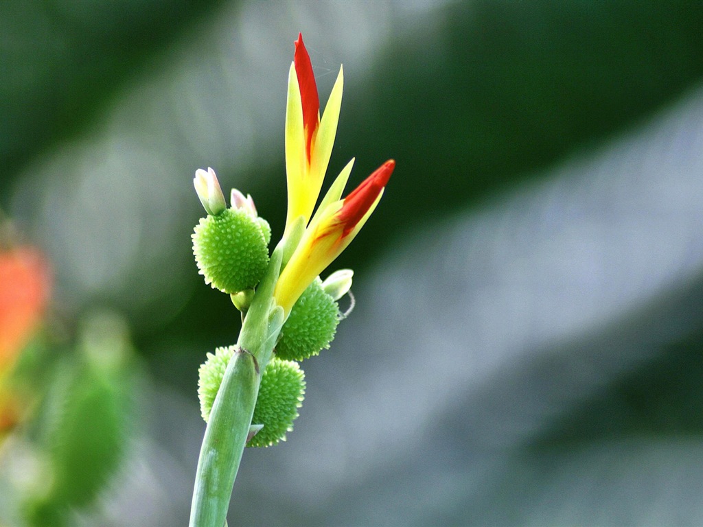 五颜六色的鲜花特写，Windows 8 高清壁纸14 - 1024x768