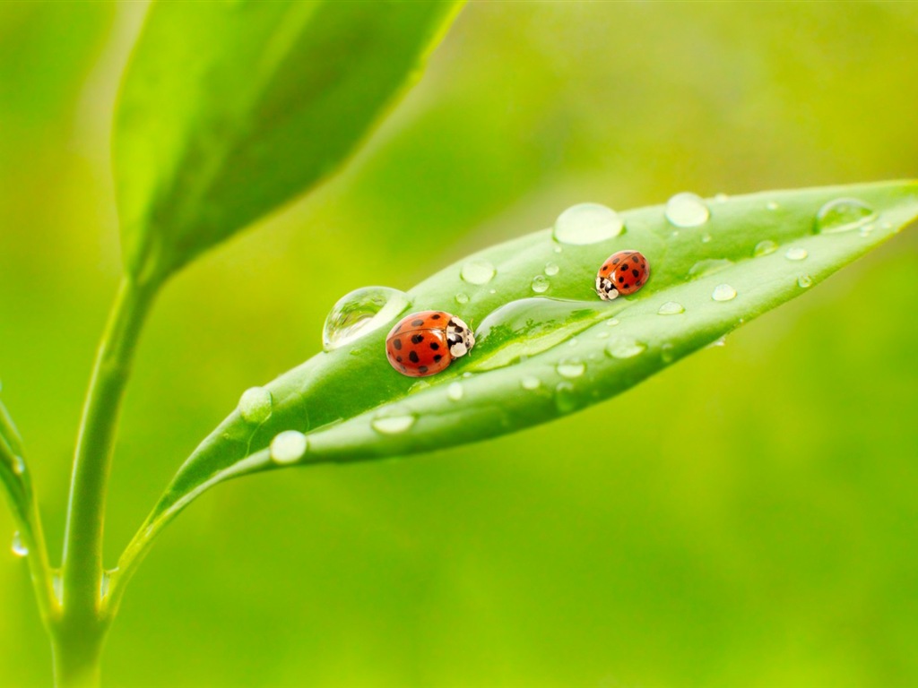 Plant leaves with dew HD wallpapers #9 - 1024x768