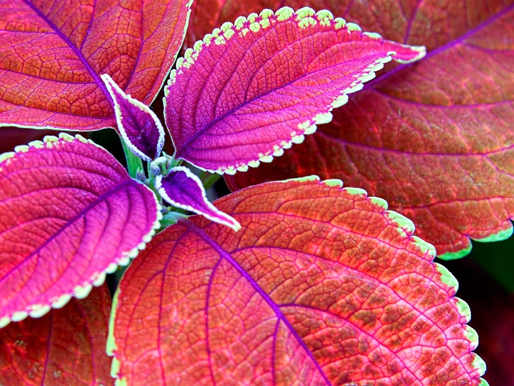 Les feuilles des plantes avec des papiers peints rosée HD #10 - 1024x768