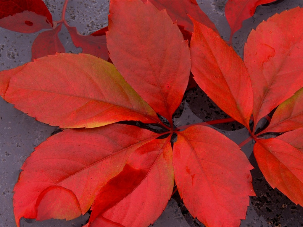 Les feuilles des plantes avec des papiers peints rosée HD #16 - 1024x768