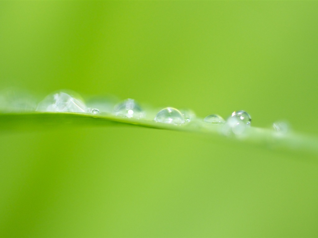 Plant leaves with dew HD wallpapers #20 - 1024x768