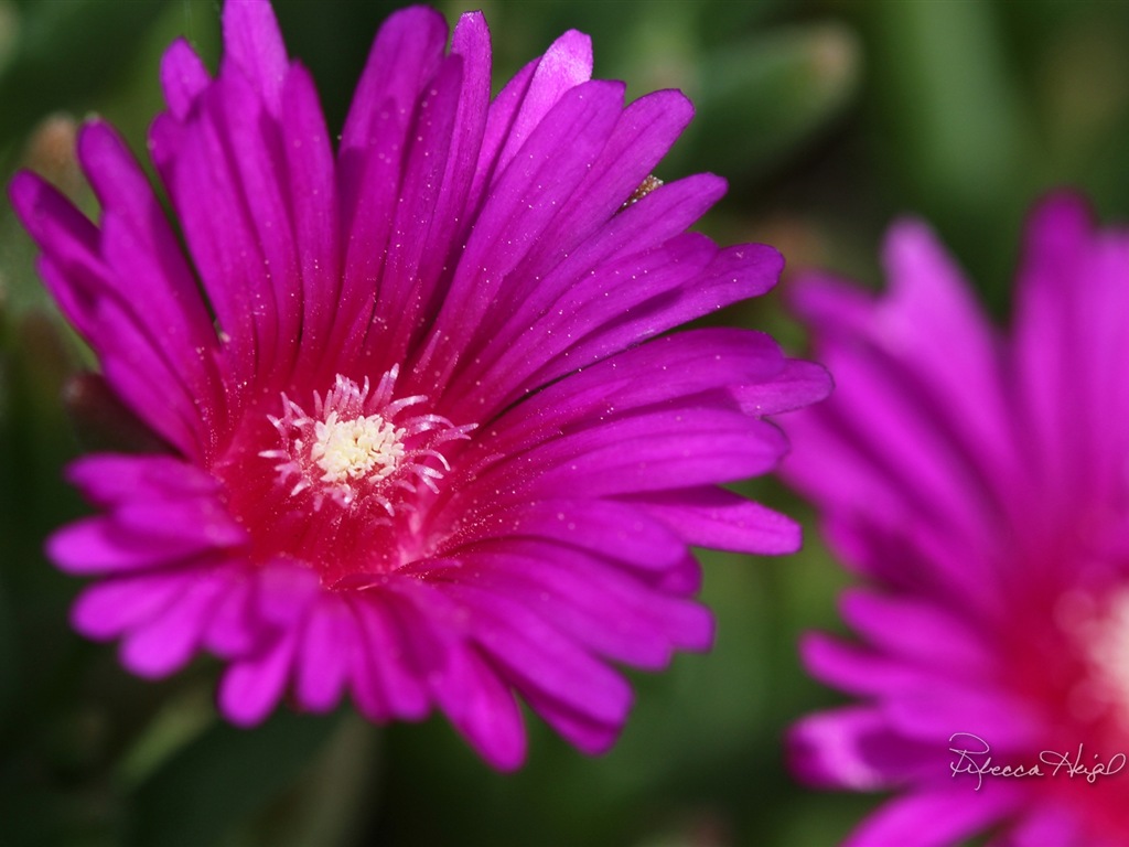 봄 꽃의 꽃, 윈도우 8 테마 배경 화면 #14 - 1024x768