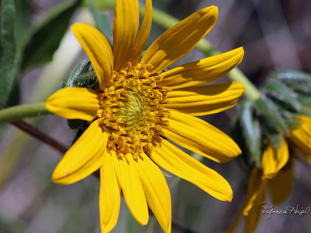 春の花が咲く、Windowsの8テーマの壁紙 #15 - 1024x768