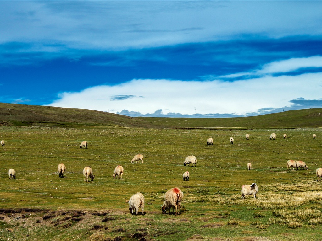 Plateau Qinghai beau fond d'écran de paysage #17 - 1024x768