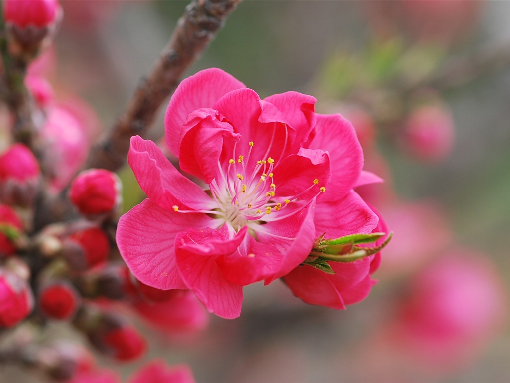 Розовый персик цветы обои #1 - 1024x768