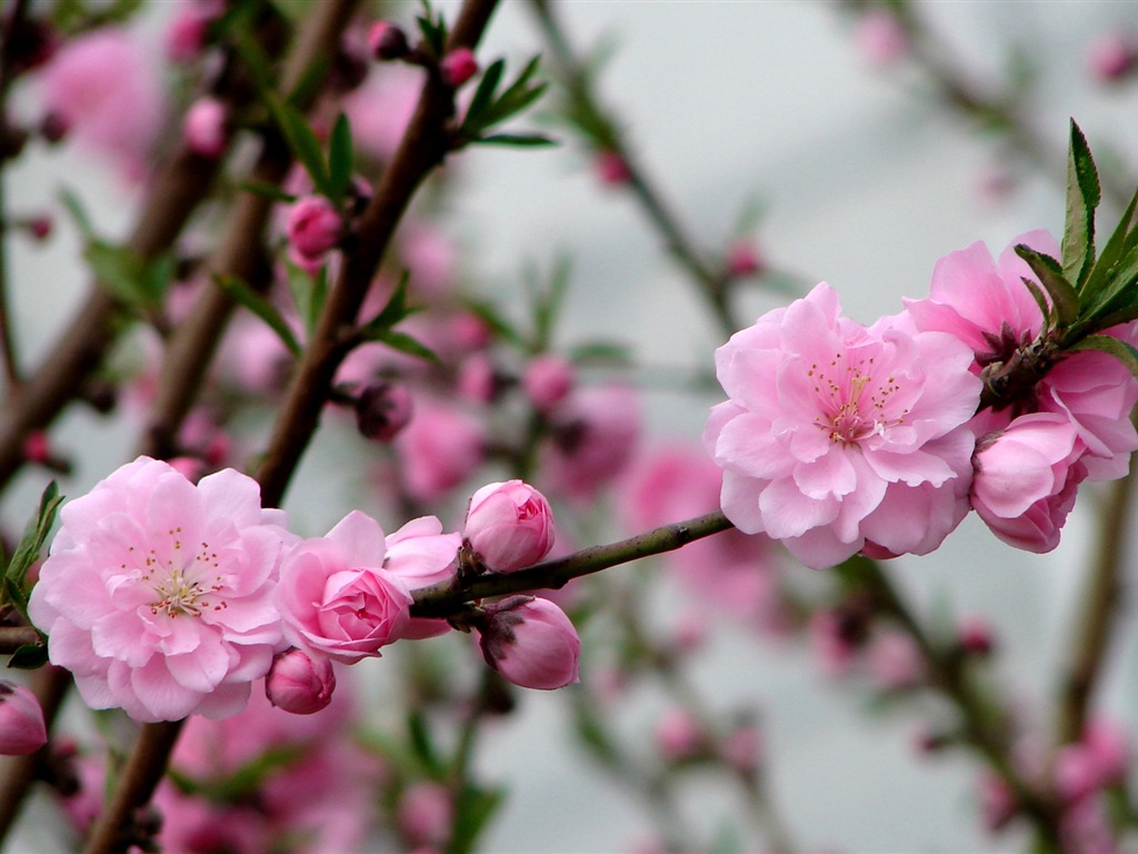 Flores de color rosa melocotón fondo de pantalla HD #3 - 1024x768