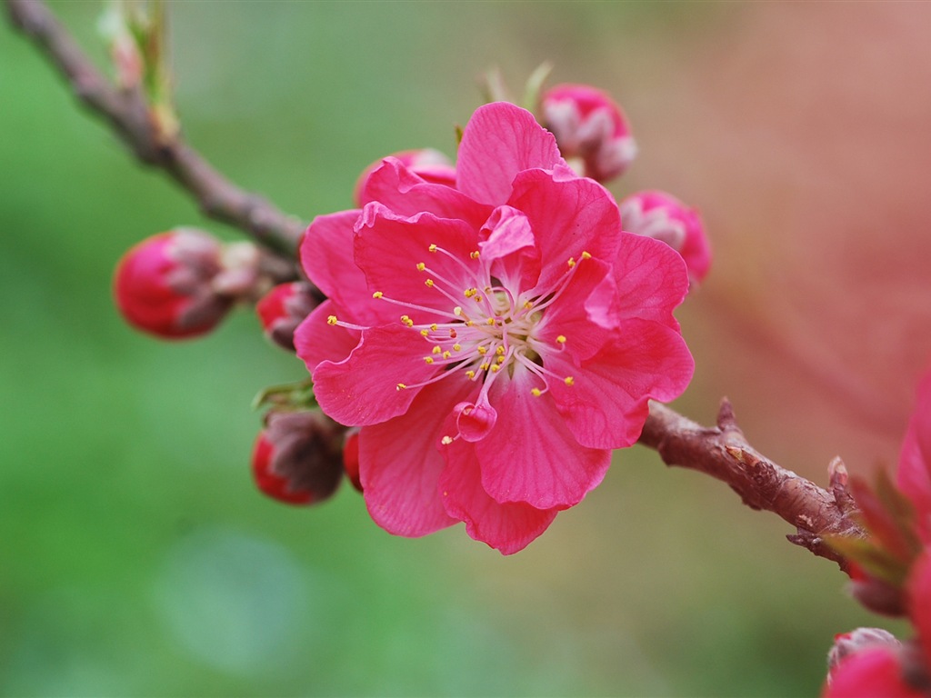 Розовый персик цветы обои #10 - 1024x768