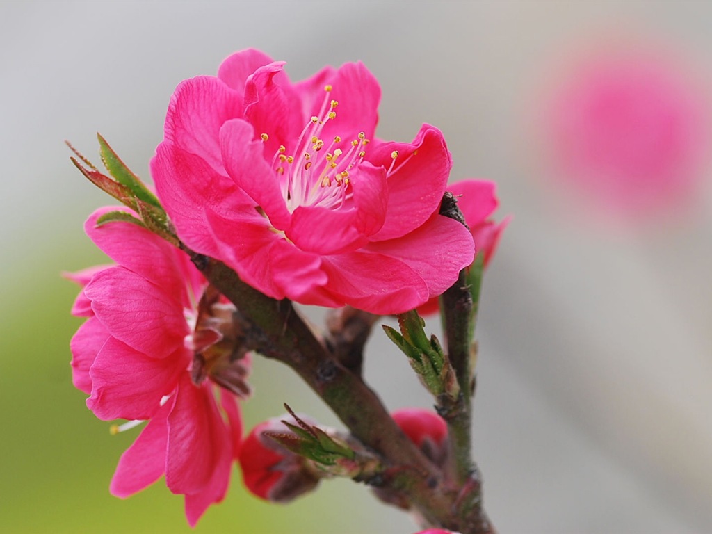 Розовый персик цветы обои #12 - 1024x768