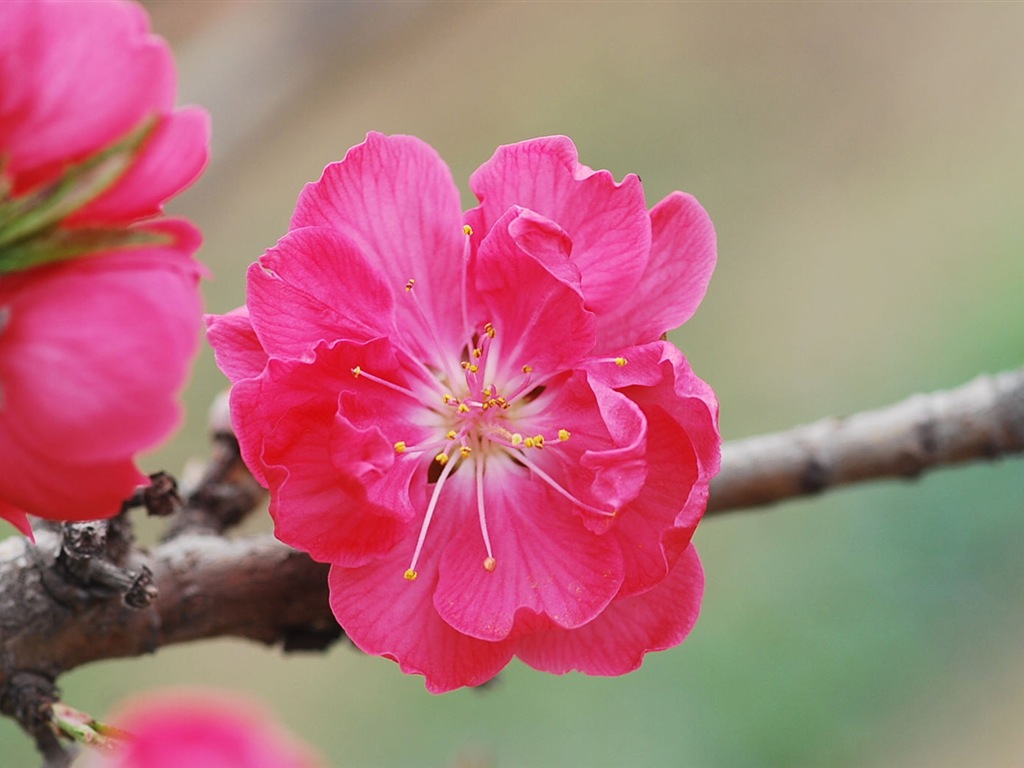 Розовый персик цветы обои #13 - 1024x768
