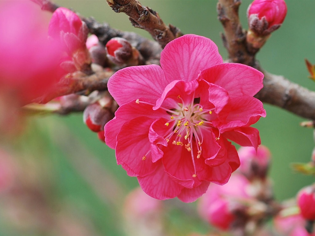 Розовый персик цветы обои #14 - 1024x768