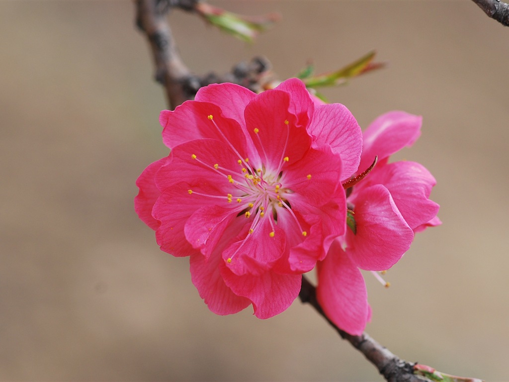 Розовый персик цветы обои #15 - 1024x768