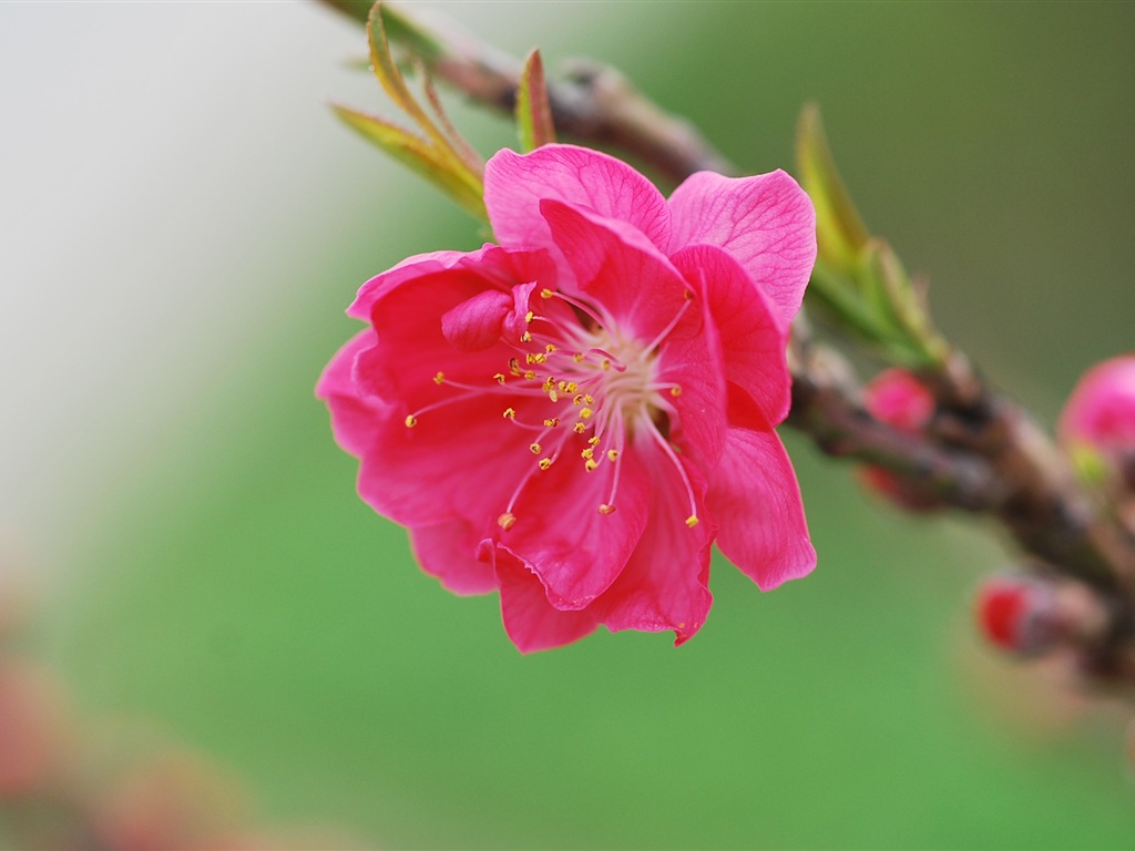 Розовый персик цветы обои #16 - 1024x768