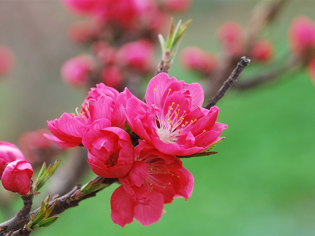 Розовый персик цветы обои #18 - 1024x768