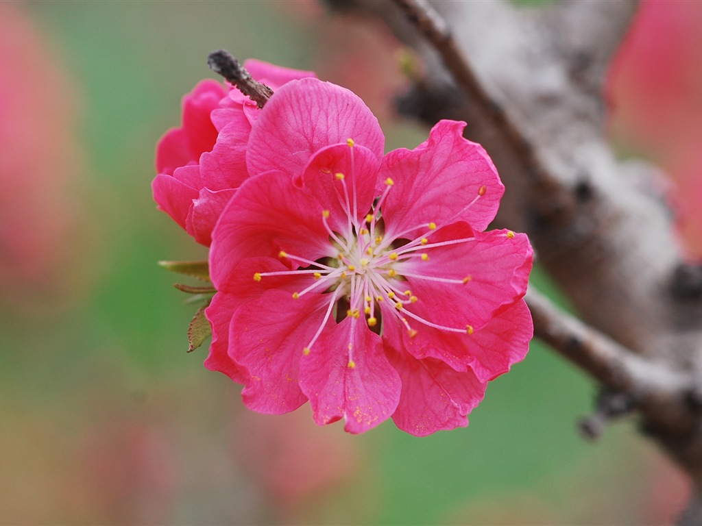 Розовый персик цветы обои #19 - 1024x768