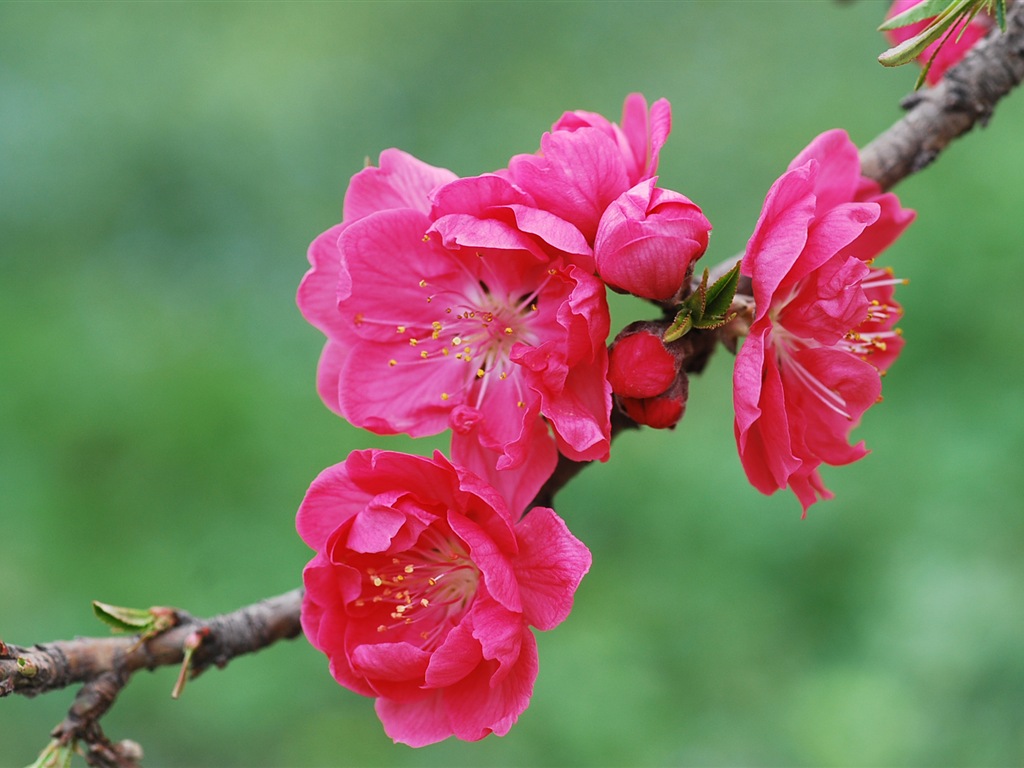 Розовый персик цветы обои #20 - 1024x768