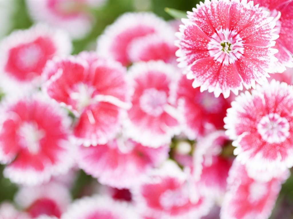 헷갈리는 아름다운 꽃의 HD 벽지 #12 - 1024x768