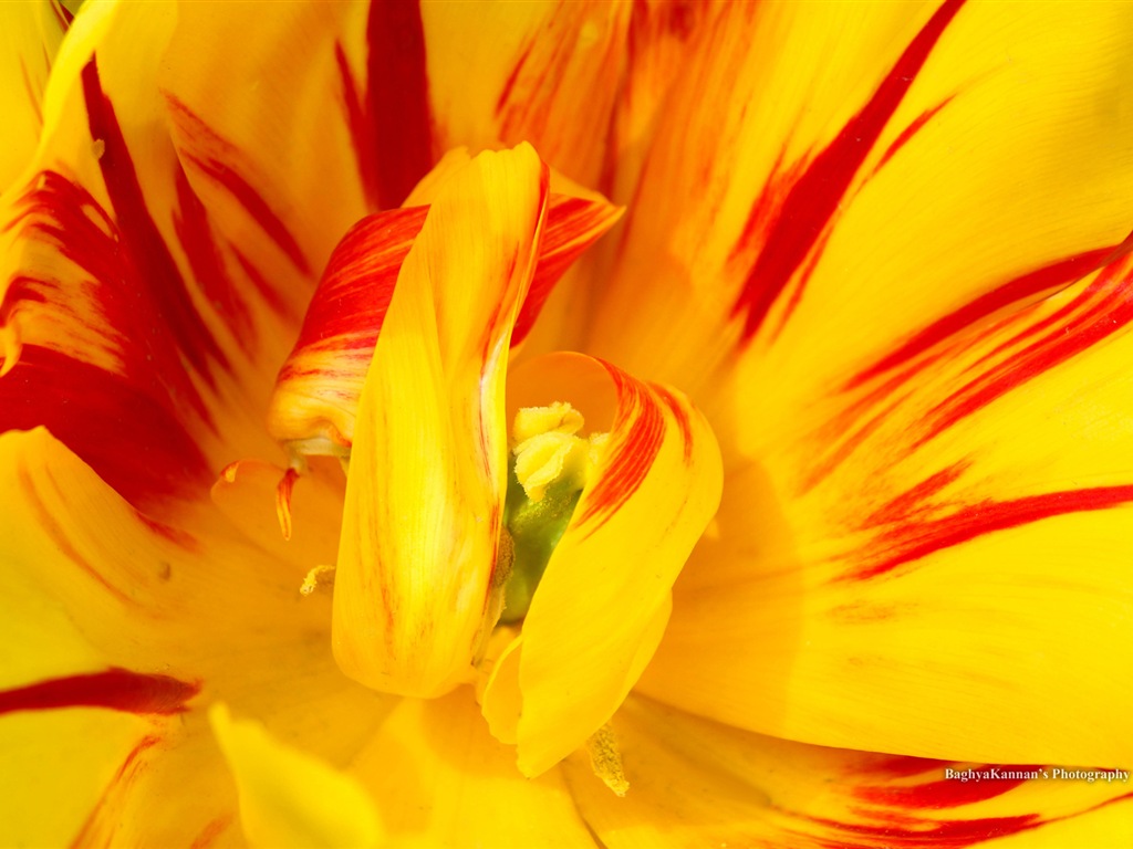 아름다운 튤립 꽃, 윈도우 8 테마의 HD 배경 화면 #2 - 1024x768