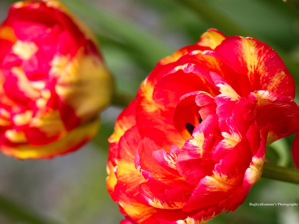 美丽的郁金香花，Windows 8 主题高清壁纸3 - 1024x768