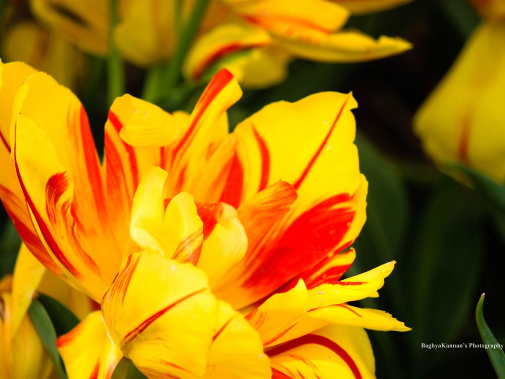 美丽的郁金香花，Windows 8 主题高清壁纸4 - 1024x768