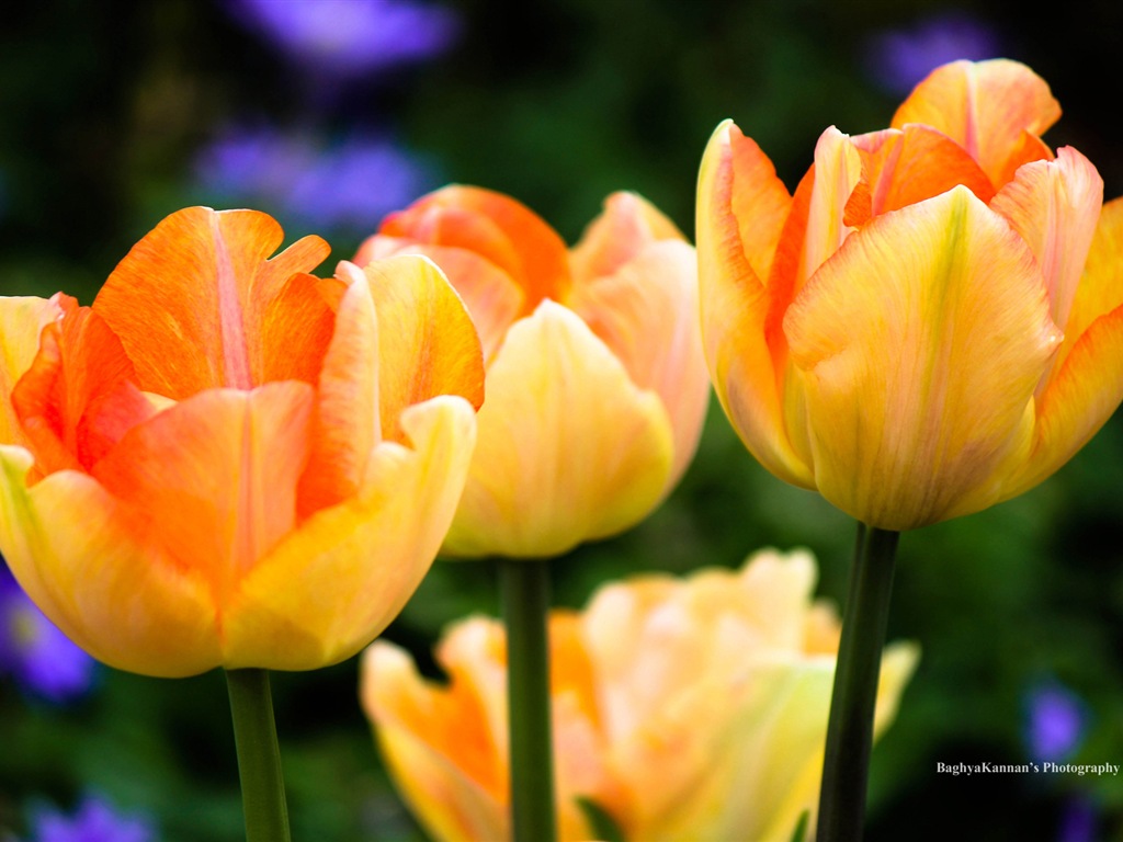아름다운 튤립 꽃, 윈도우 8 테마의 HD 배경 화면 #6 - 1024x768