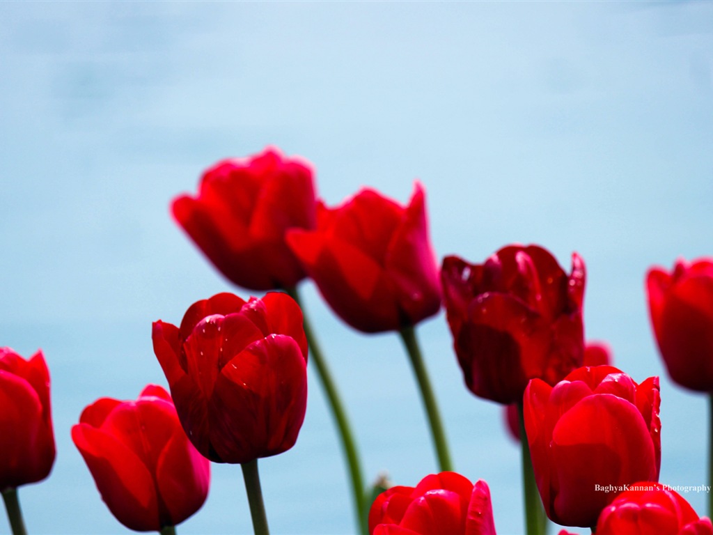 Krásné květy tulipánů, Windows 8 téma HD Tapety na plochu #13 - 1024x768