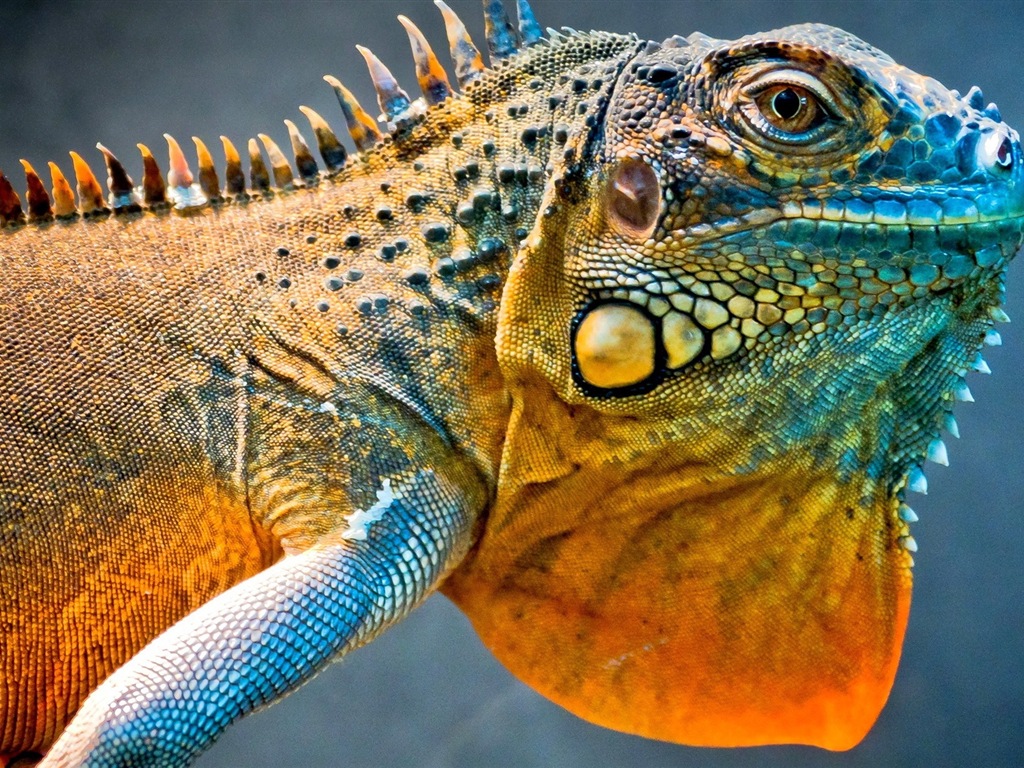 Animales colorido fondos de pantalla de alta definición camaleón #1 - 1024x768