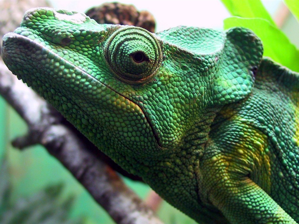 Animales colorido fondos de pantalla de alta definición camaleón #3 - 1024x768