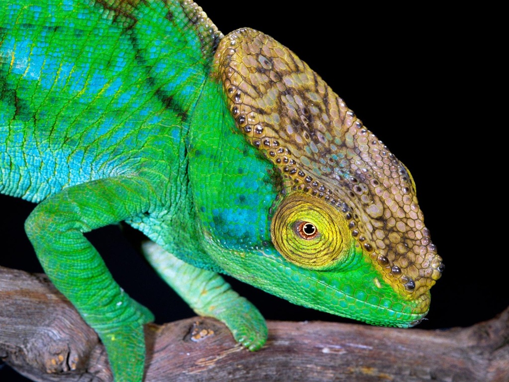 Animales colorido fondos de pantalla de alta definición camaleón #4 - 1024x768