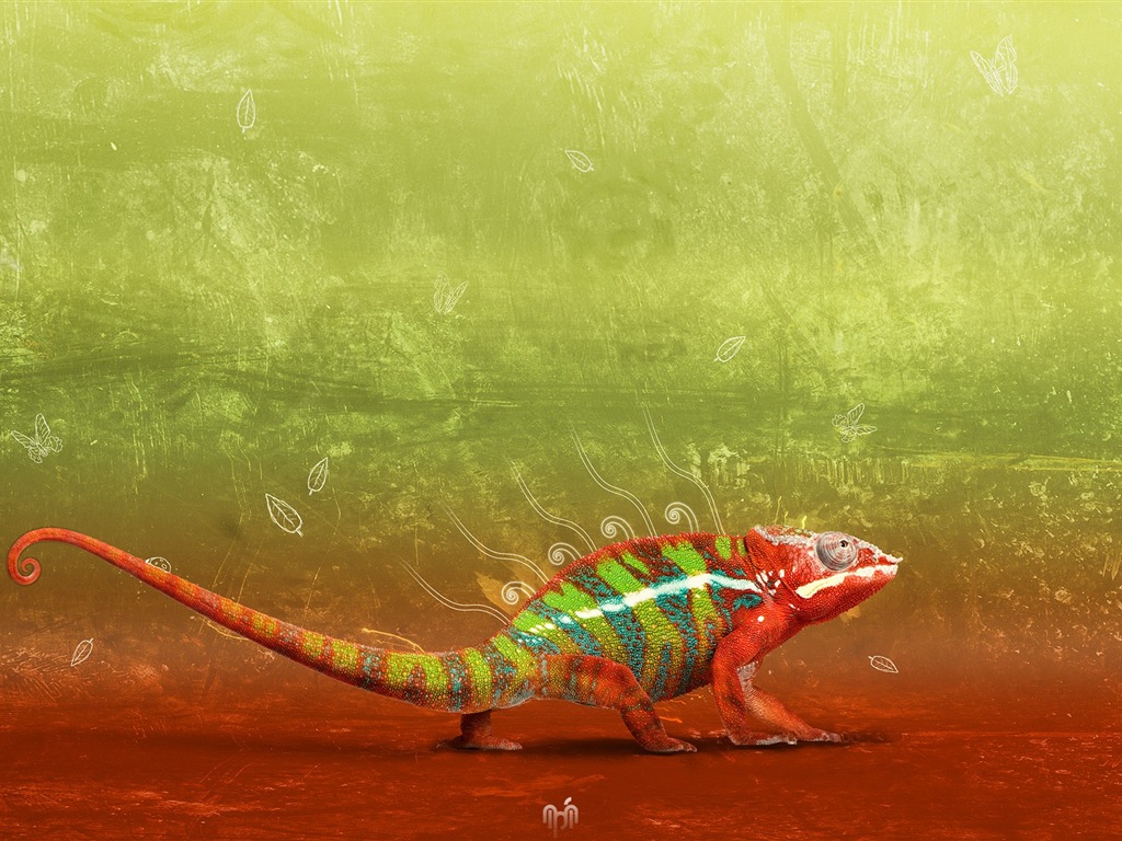다채로운 동물 카멜레온의 HD 배경 화면 #5 - 1024x768