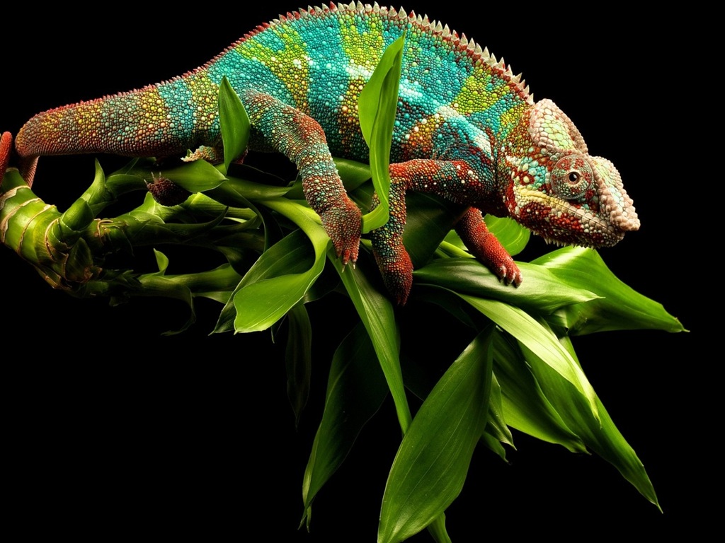 Animales colorido fondos de pantalla de alta definición camaleón #6 - 1024x768