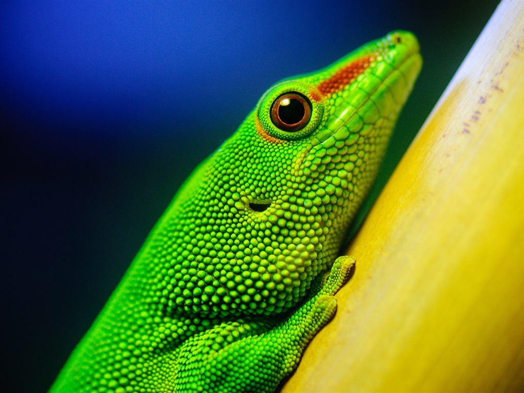 Animales colorido fondos de pantalla de alta definición camaleón #7 - 1024x768