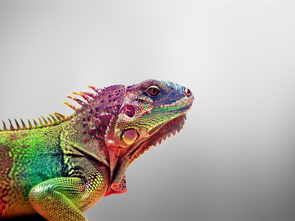 Animales colorido fondos de pantalla de alta definición camaleón #8 - 1024x768