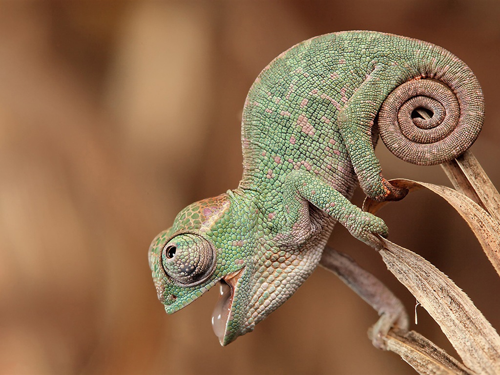 Animales colorido fondos de pantalla de alta definición camaleón #10 - 1024x768
