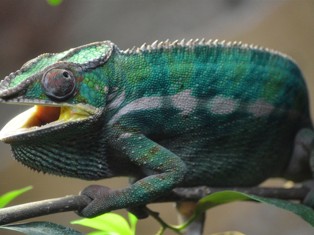 Animales colorido fondos de pantalla de alta definición camaleón #13 - 1024x768