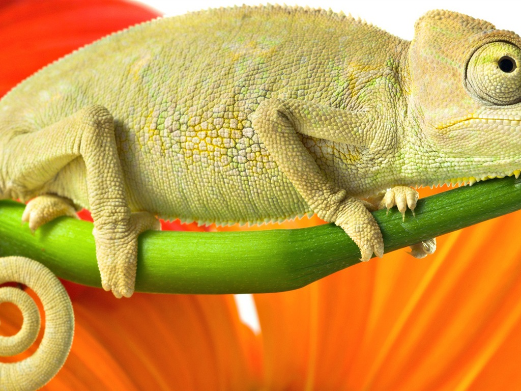 Animales colorido fondos de pantalla de alta definición camaleón #15 - 1024x768