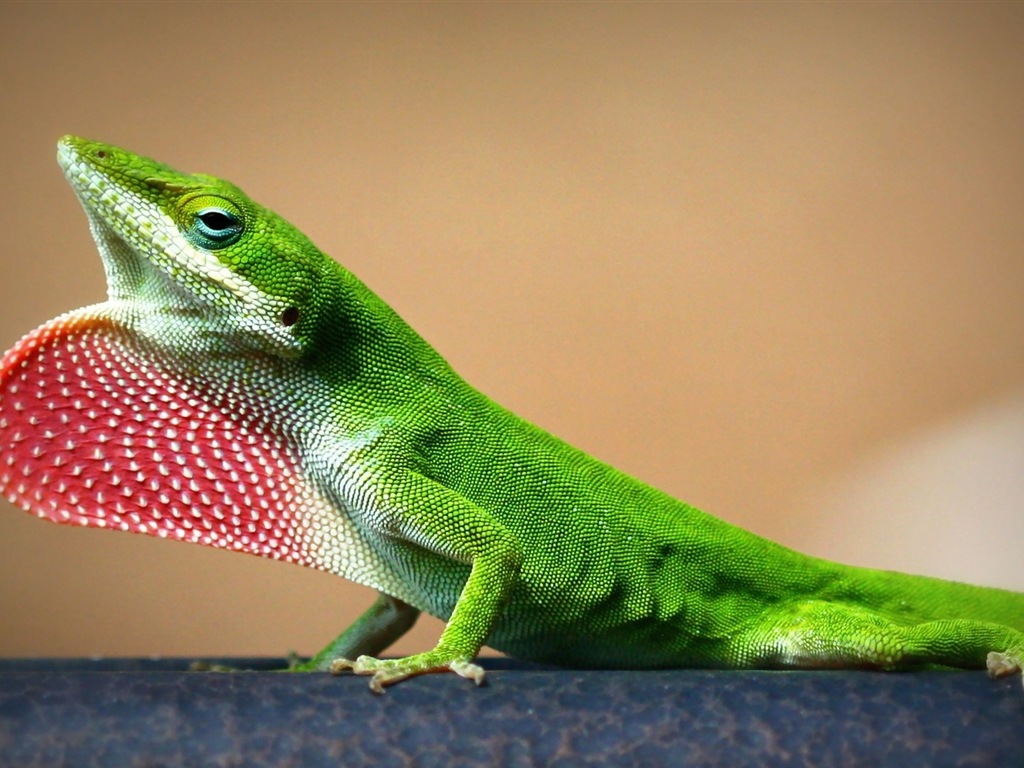 Animales colorido fondos de pantalla de alta definición camaleón #16 - 1024x768