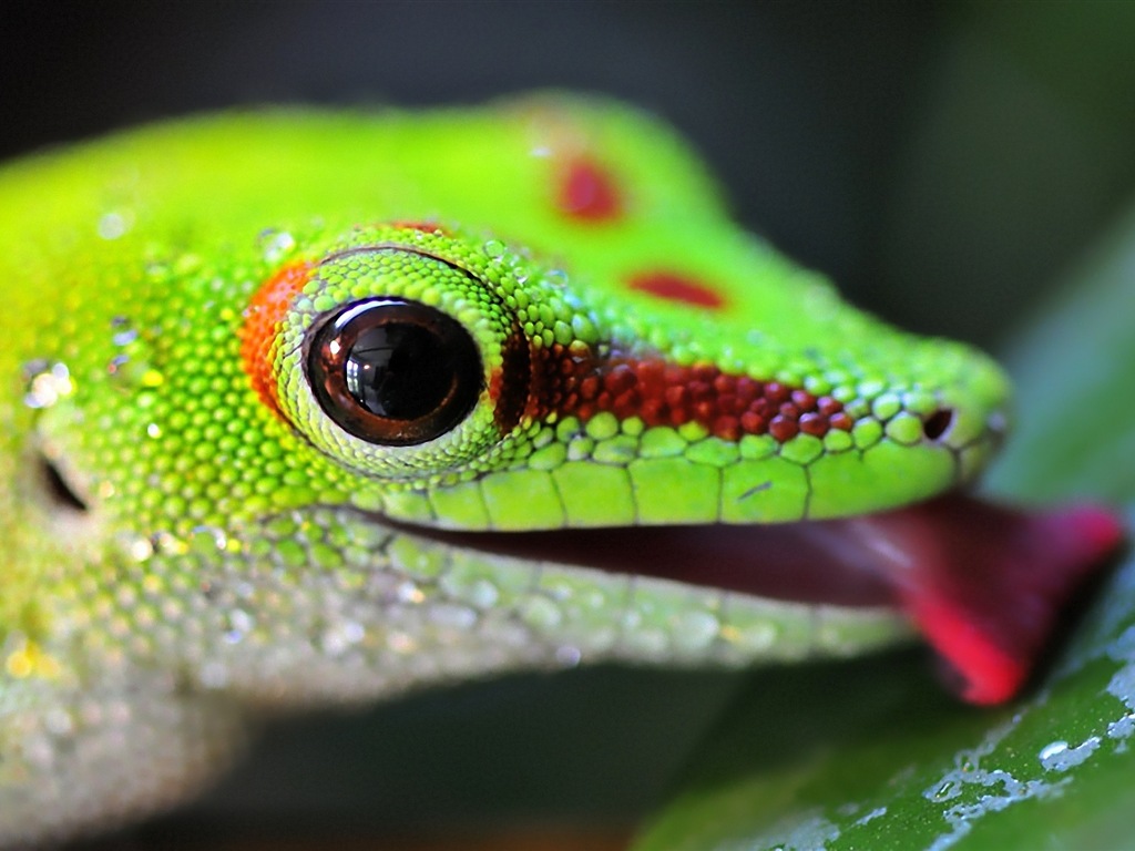 Animales colorido fondos de pantalla de alta definición camaleón #19 - 1024x768