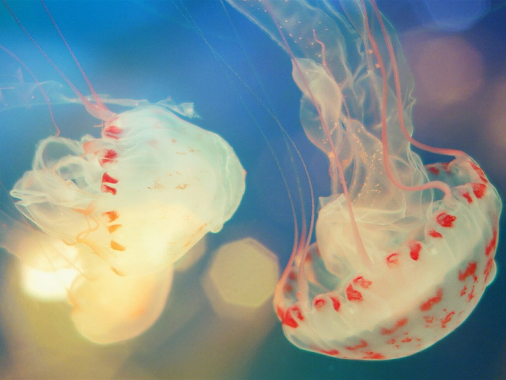 Windows 8 theme wallpaper, jellyfish #1 - 1024x768