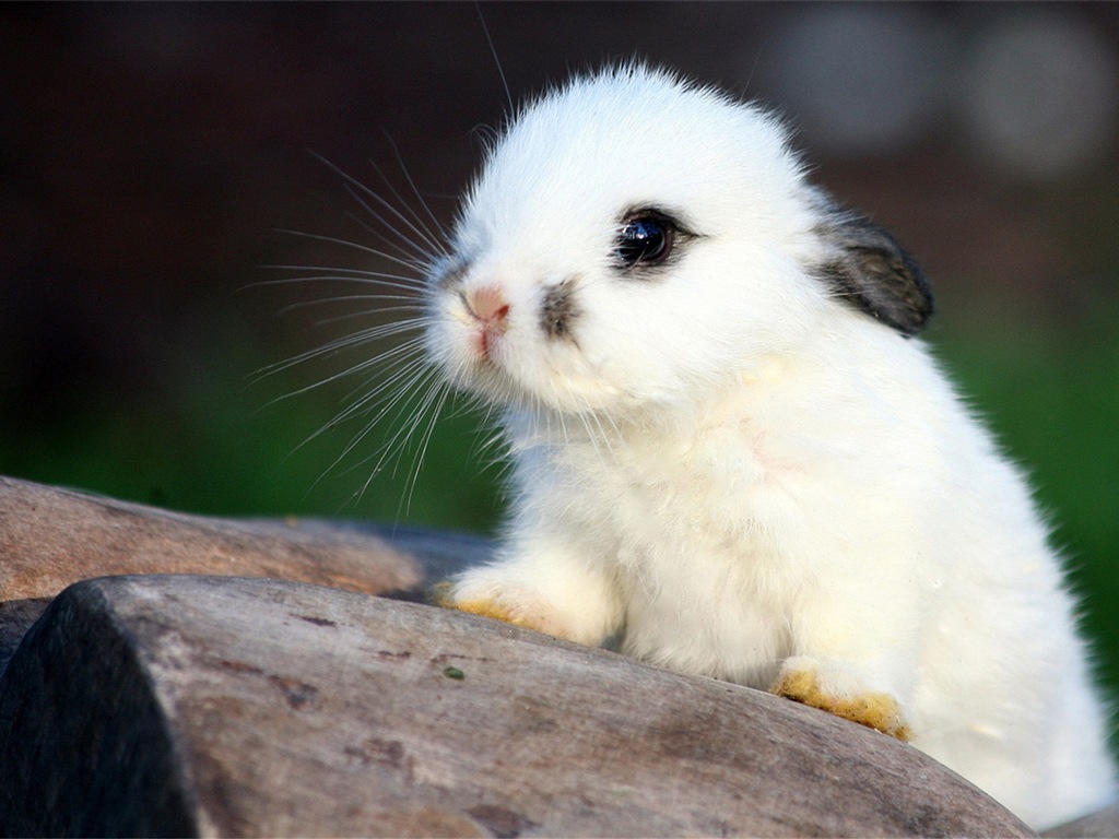 毛茸茸的動物，可愛的兔子 高清壁紙 #2 - 1024x768