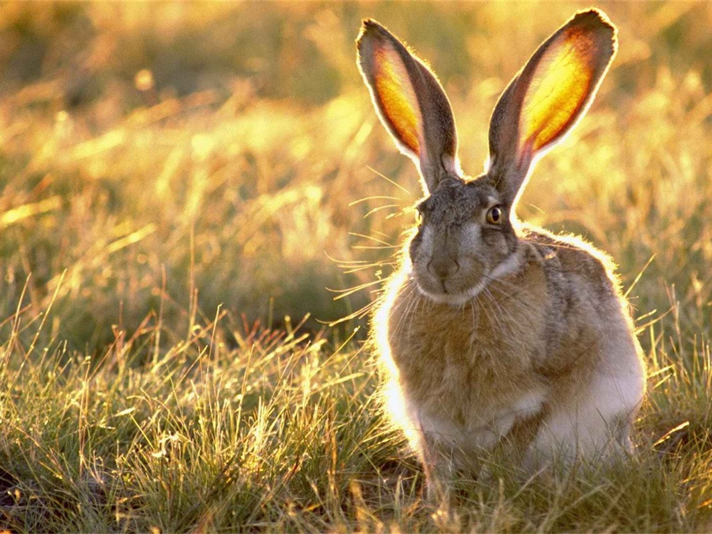 毛茸茸的动物，可爱的兔子 高清壁纸5 - 1024x768