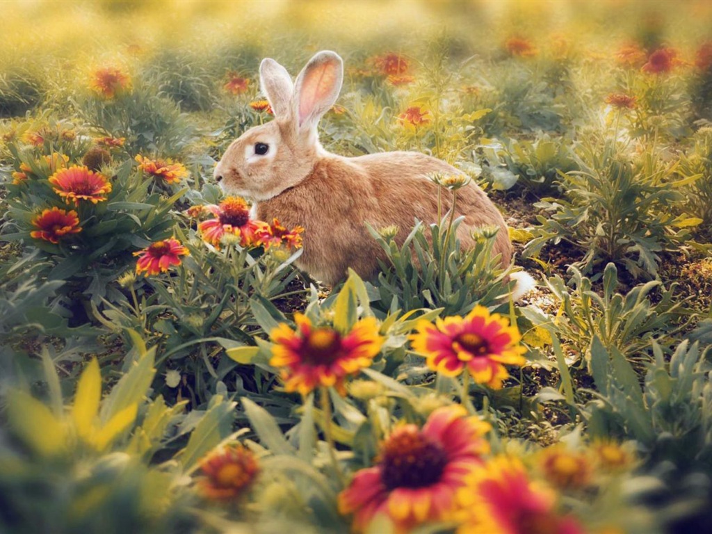ファーリー·アニマルズ、かわいいウサギのHDの壁紙 #9 - 1024x768
