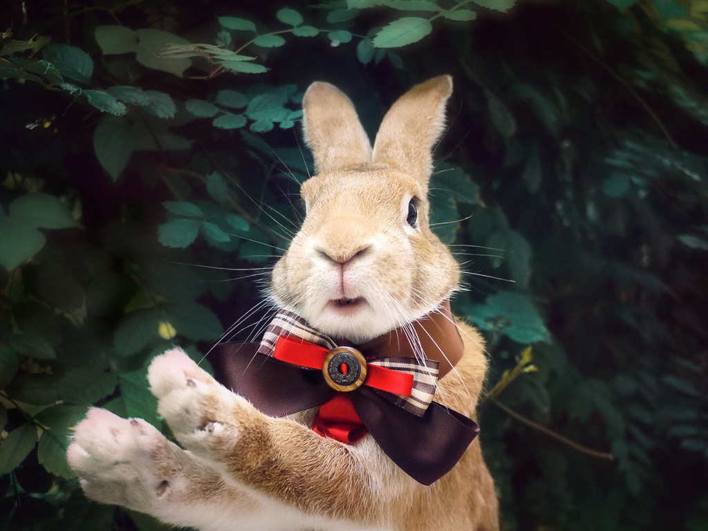 Animaux à fourrure, mignon fonds d'écran lapin HD #12 - 1024x768